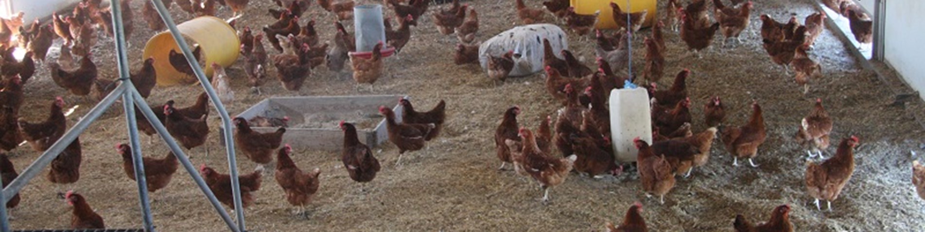 فروش مرغ تخمگذار در شیراز - سپید طیور